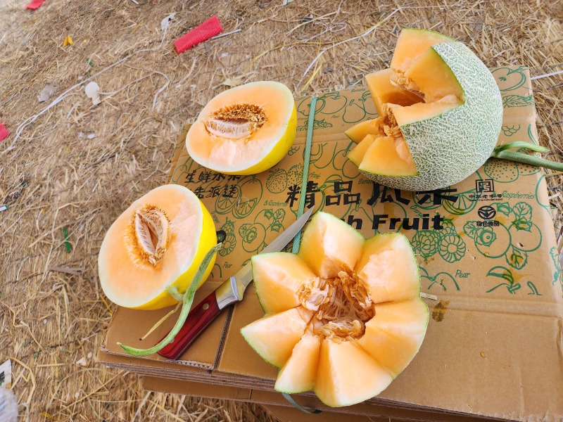 甘肃民勤蜜瓜，小蜜，西州蜜，大量上市，专业代办，欢迎采购