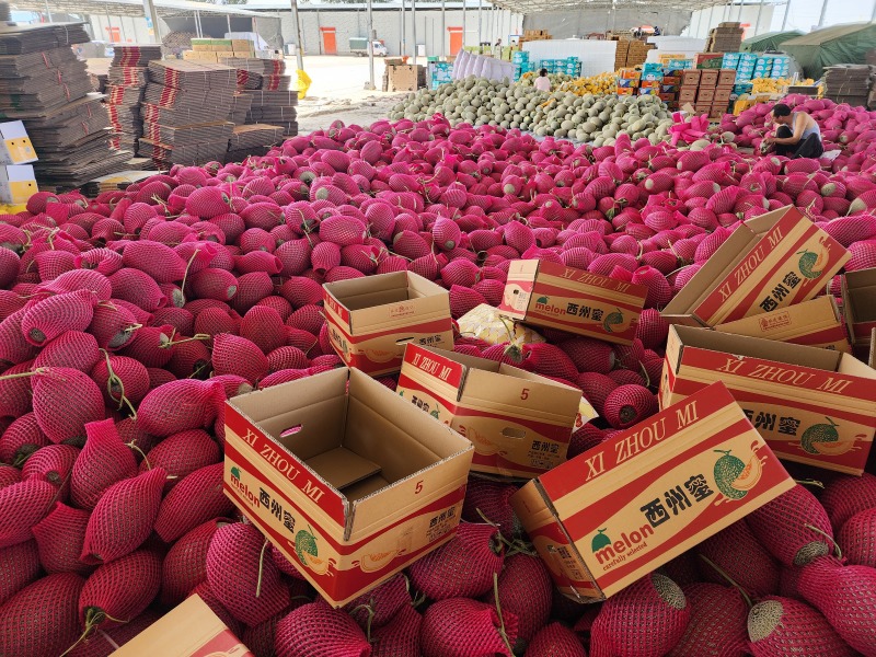 甘肃民勤蜜瓜，小蜜，西州蜜，大量上市，专业代办，欢迎采购