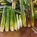 四川大凉山茭白单季茭双寄茭大量上市价格不高毛毛钱需要的联