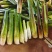 四川大凉山茭白单季茭双寄茭大量上市价格不高毛毛钱需要的联