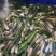 四川大凉山茭白单季茭双寄茭大量上市价格不高毛毛钱需要的联