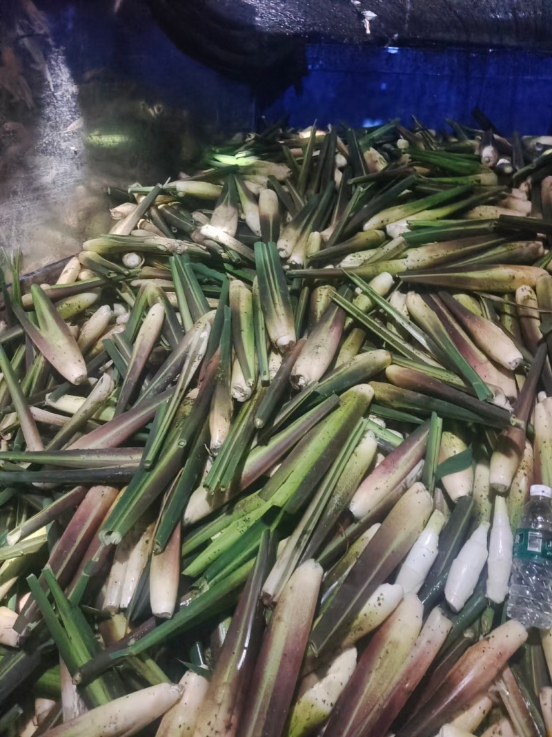 四川大凉山茭白单季茭双寄茭大量上市价格不高毛毛钱需要的联