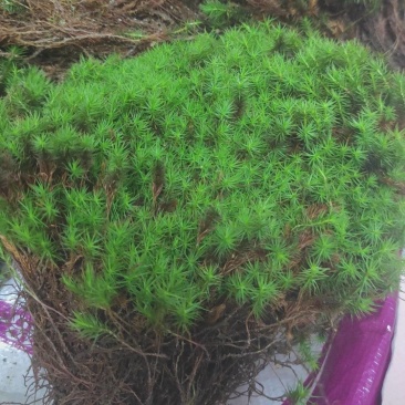 苔藓金发藓