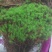 苔藓金发藓