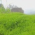 苔藓金发藓