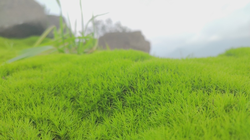 苔藓金发藓