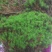 苔藓金发藓