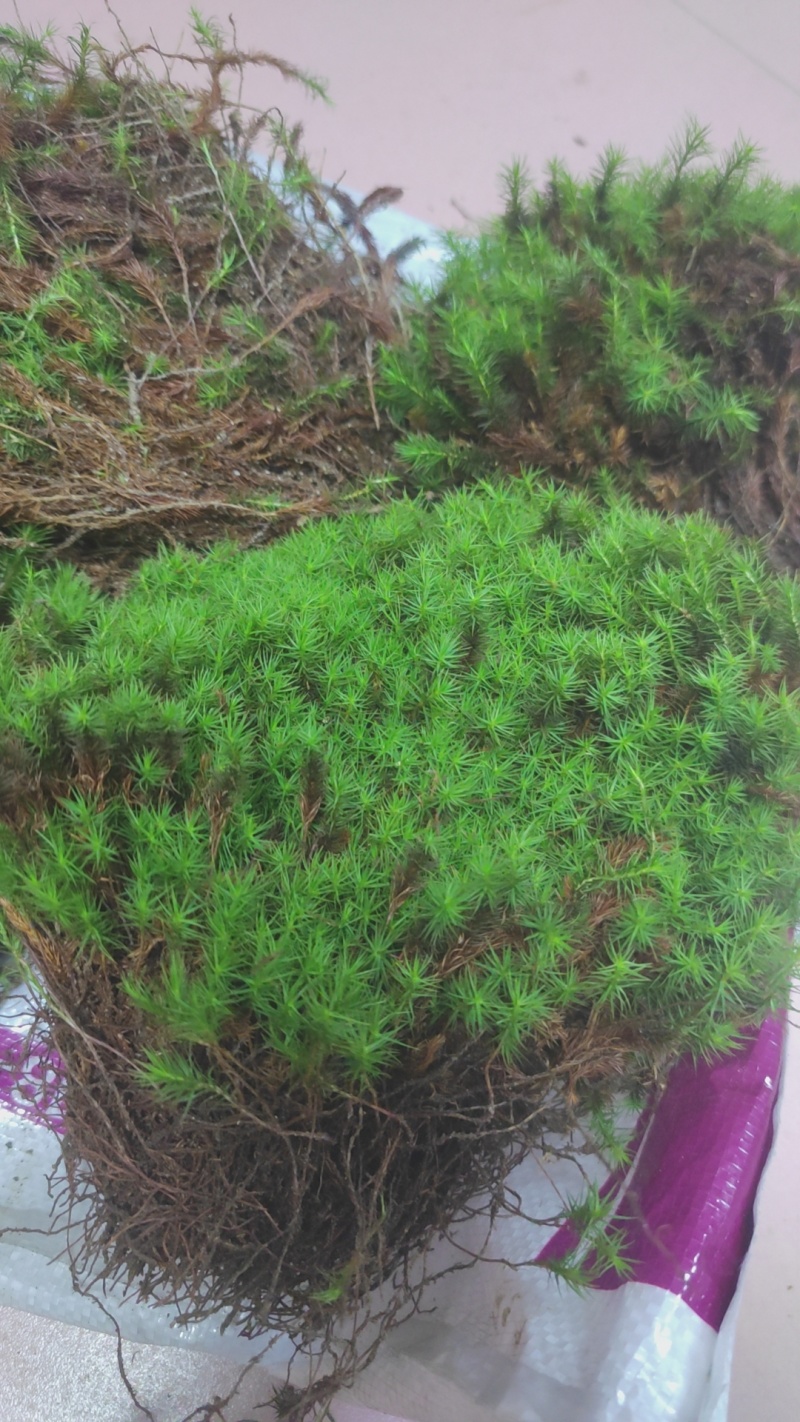 苔藓金发藓