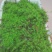 苔藓金发藓