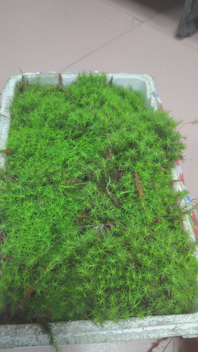 苔藓金发藓