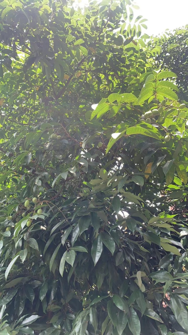 产地新鲜橄榄直发批发全国各地加工厂与电商企业