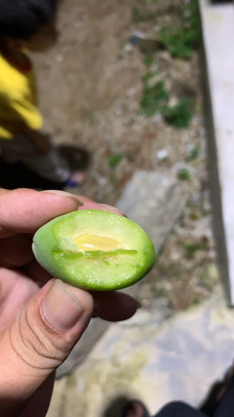 产地新鲜橄榄直发批发全国各地加工厂与电商企业