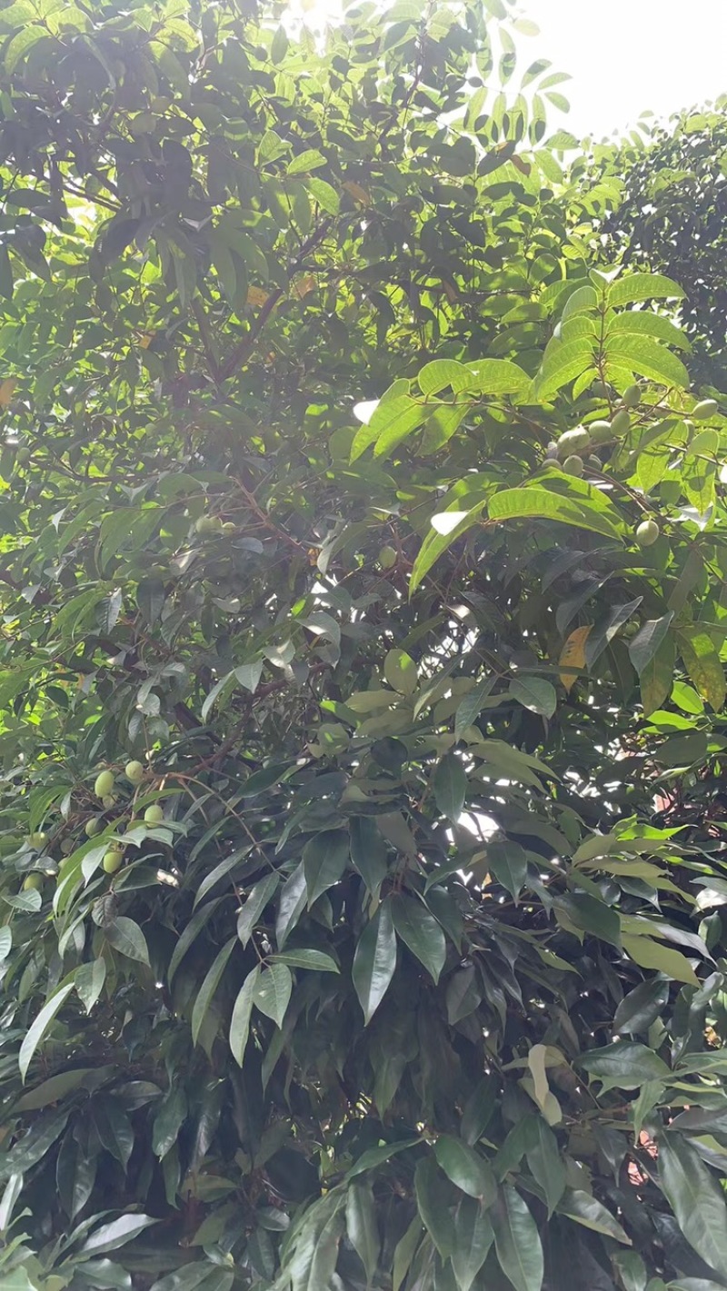 新鲜橄榄产地对接批发全国各地加工厂与电商平台