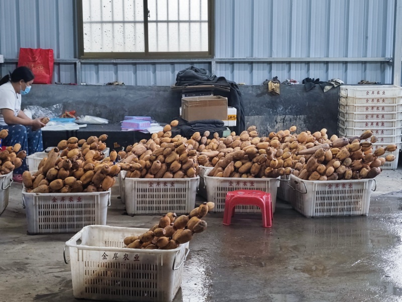 正宗南沙新垦粉藕，国家地理标识产品