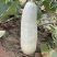 津耘酥蜜甜瓜种籽白灰绿皮羊角蜜羊角酥羊角脆早春大棚露地种