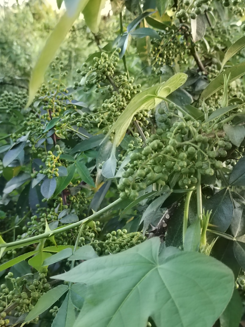 青花椒现货供应