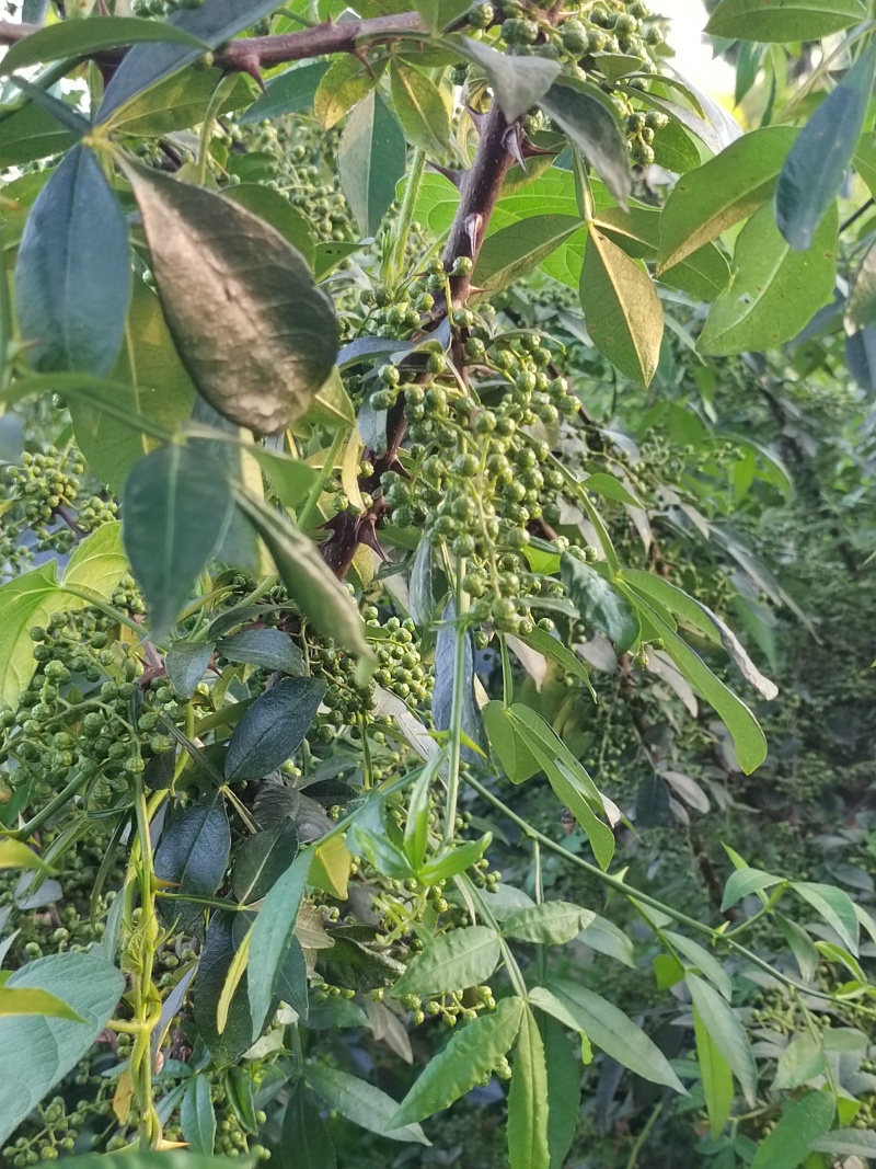 青花椒现货供应