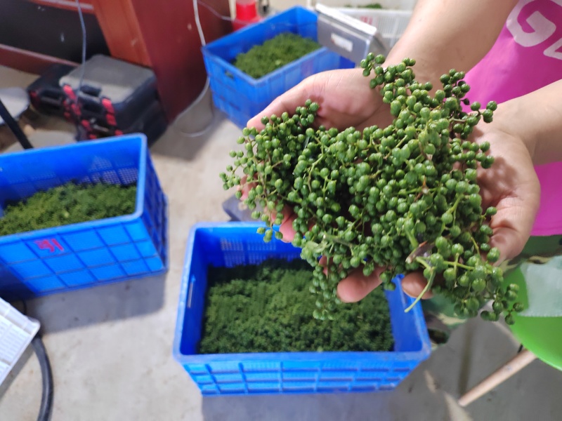 青花椒现货供应