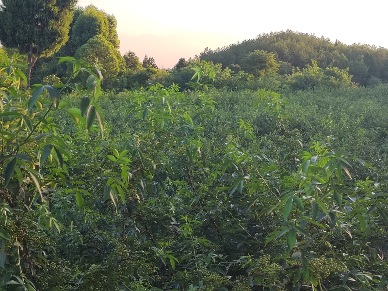 青花椒现货供应