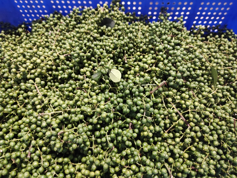 青花椒现货供应
