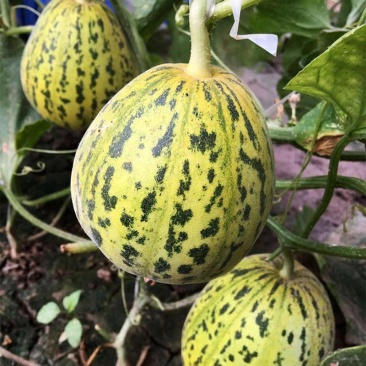 花玉花皮甜瓜种子丰产抗病高品质蔬菜种薄皮绿肉花色