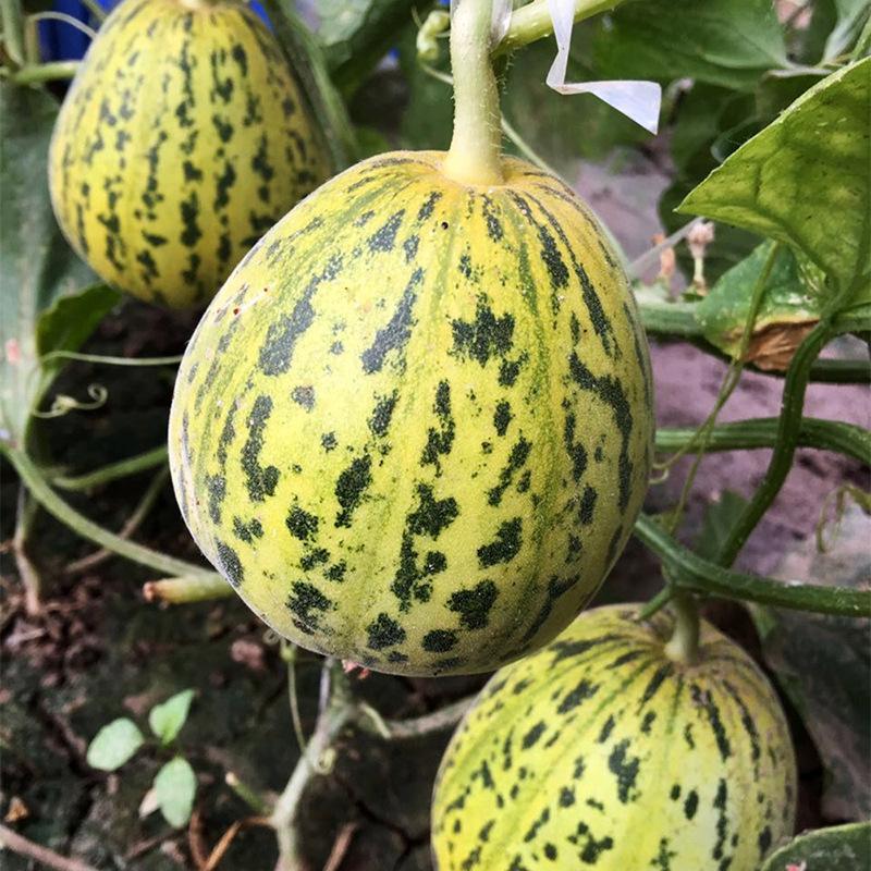 花玉花皮甜瓜种子丰产抗病高品质蔬菜种薄皮绿肉花色
