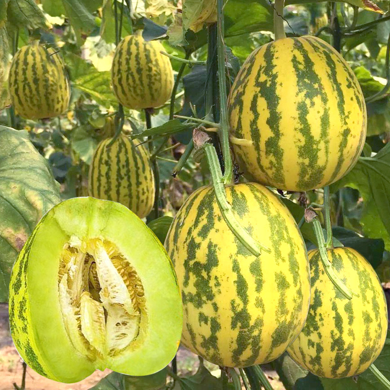 花玉花皮甜瓜种子丰产抗病高品质蔬菜种薄皮绿肉花色