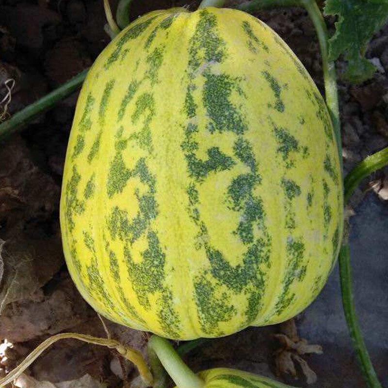 花玉花皮甜瓜种子丰产抗病高品质蔬菜种薄皮绿肉花色