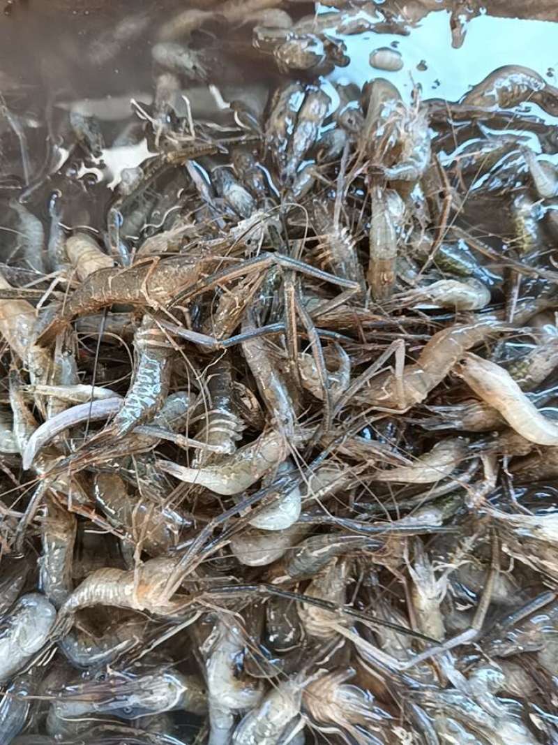 大河虾