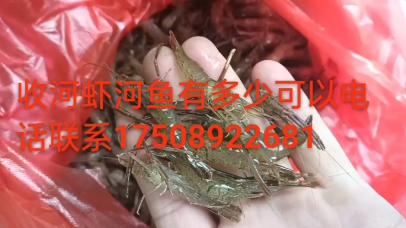 大河虾