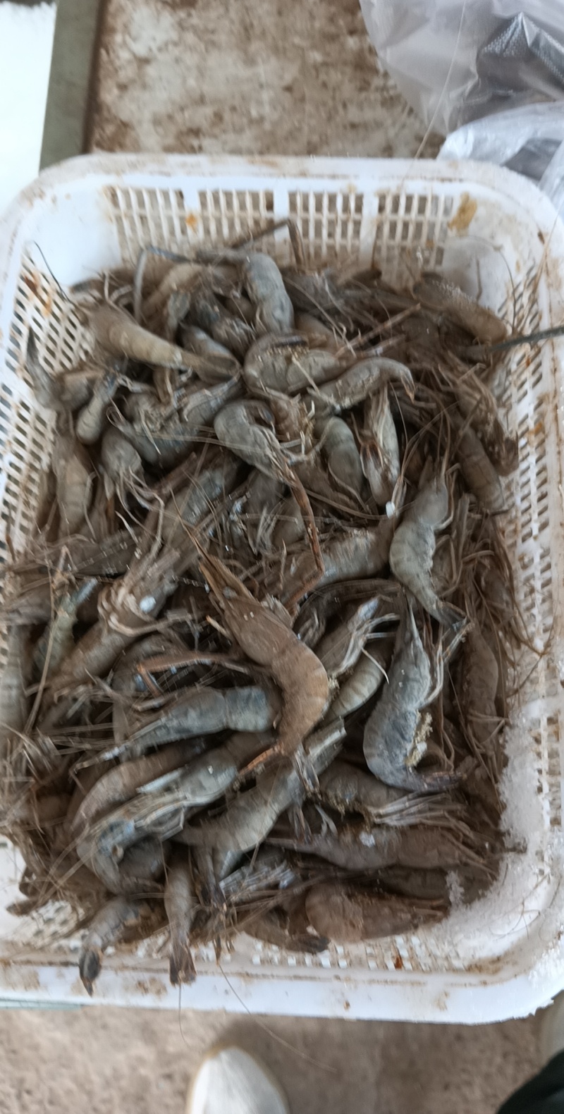 大河虾