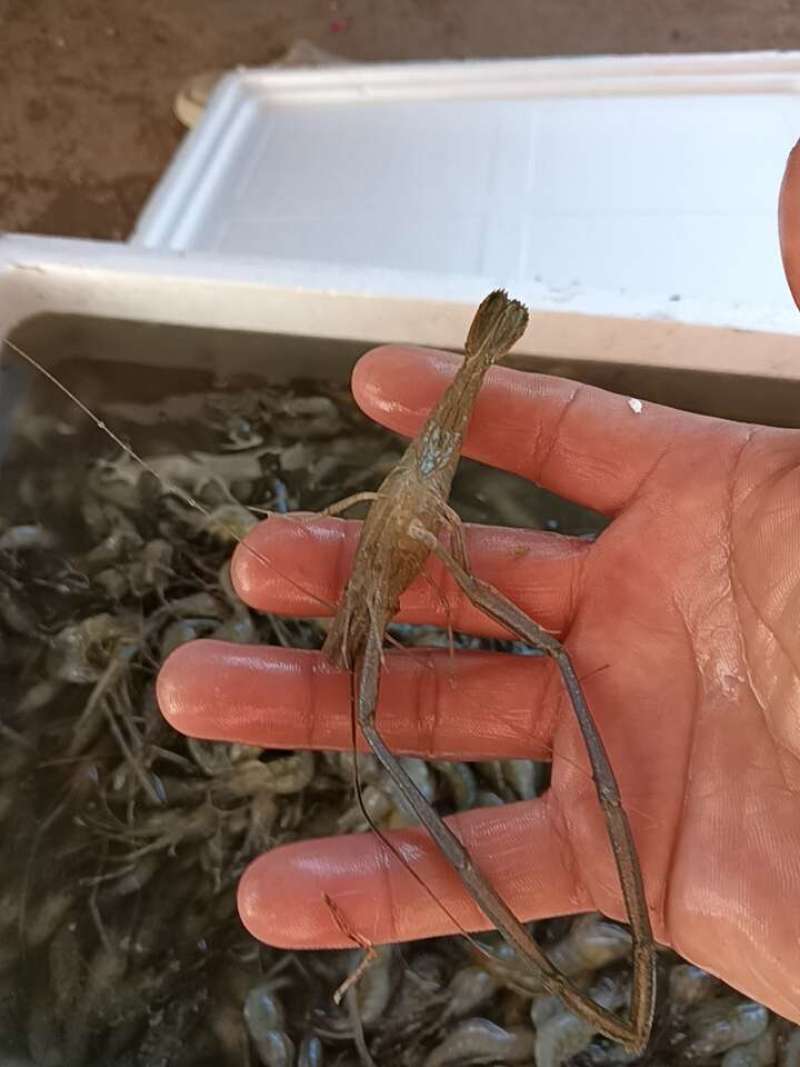 大河虾
