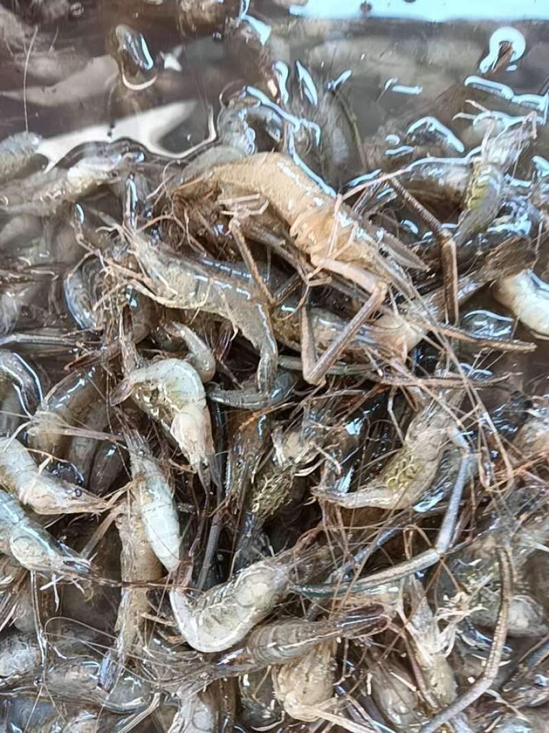 大河虾