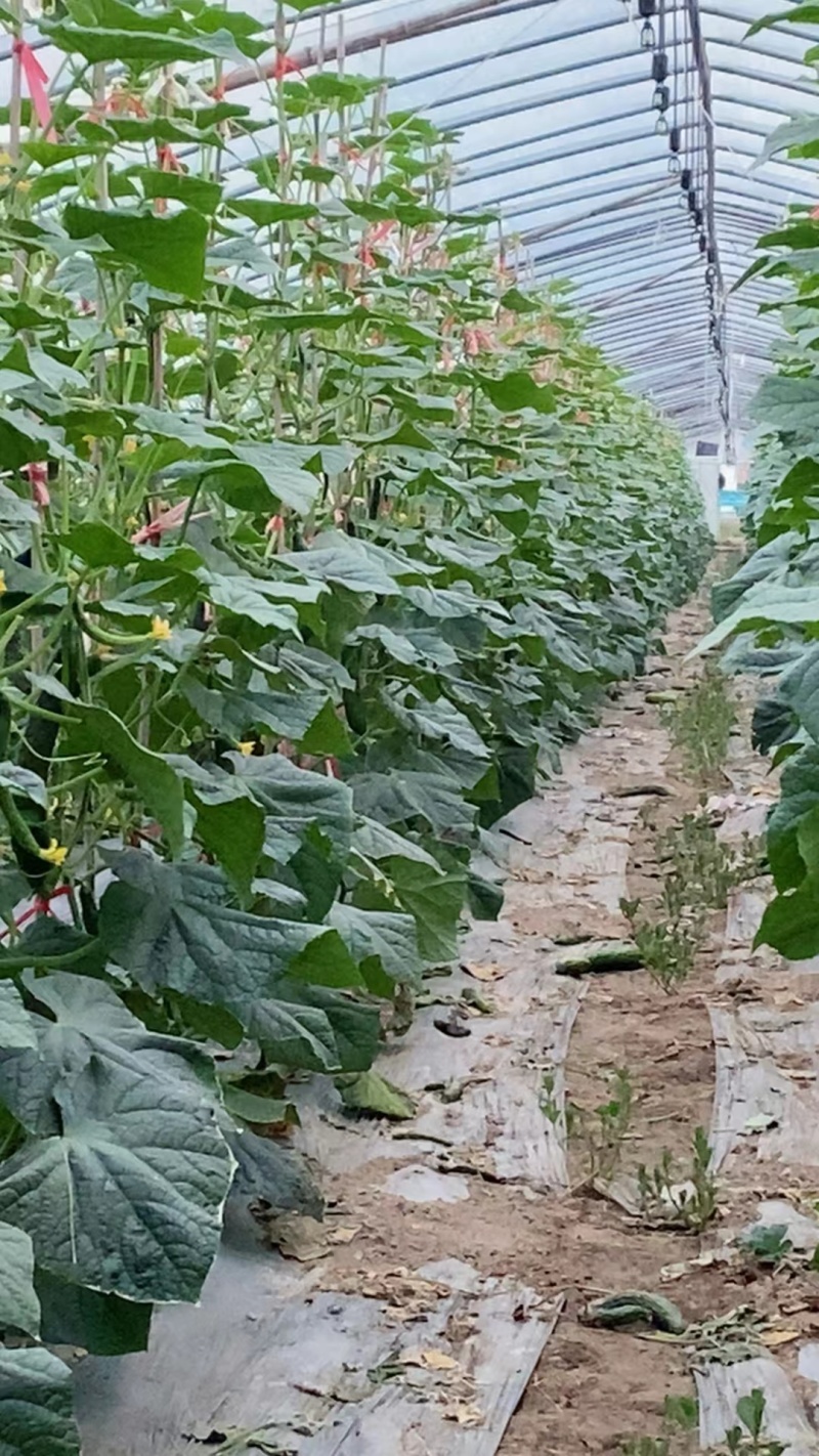 雨下了一夜，我始终担心黄瓜有没有盖被子，会不会着凉