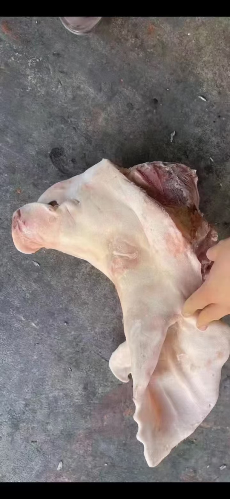 猪头