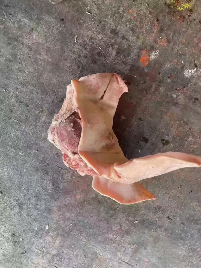 猪头