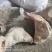 猪头