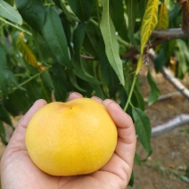 黄油桃
