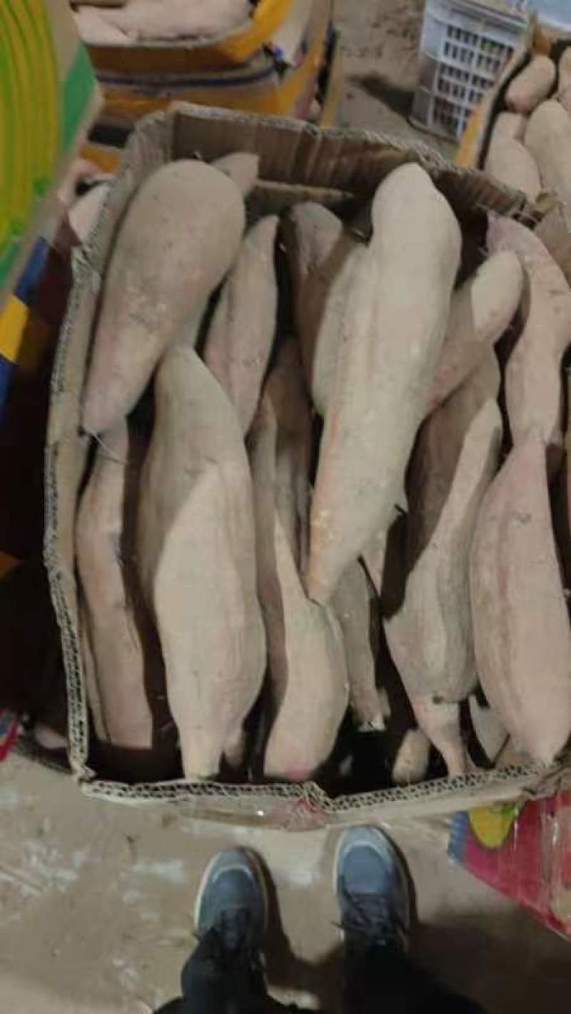 河北沙土地白哈蜜红薯