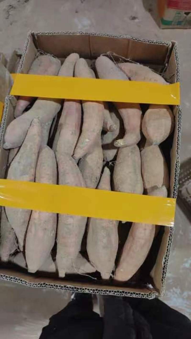 河北沙土地白哈蜜红薯