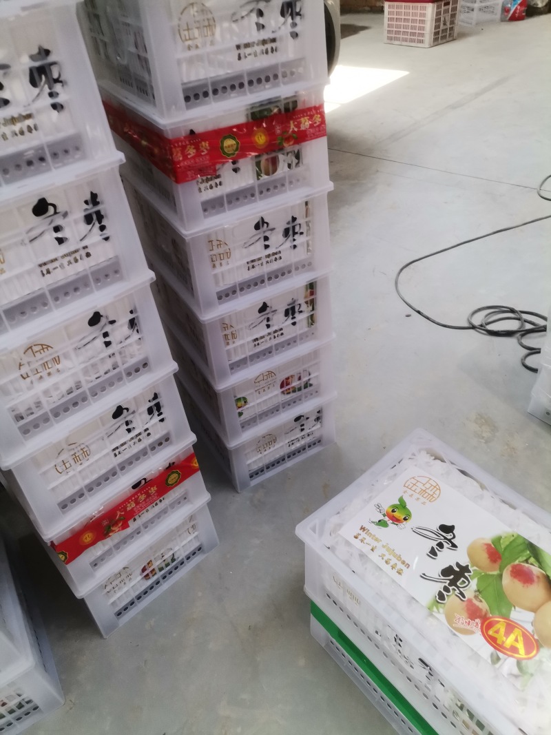 陕西大荔冬枣即将成熟有需要联系。现在可以包院子了