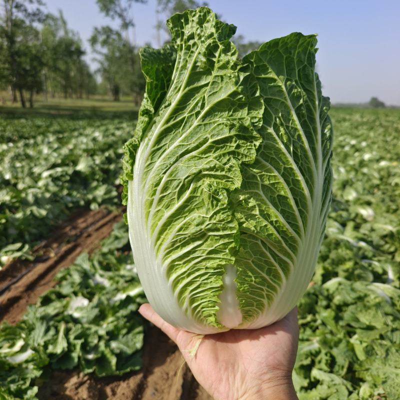 玲珑黄，黄心大白菜4--6斤，外表青秀，不烧心，不烧边，