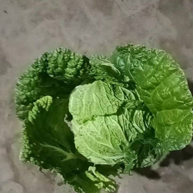 大白菜