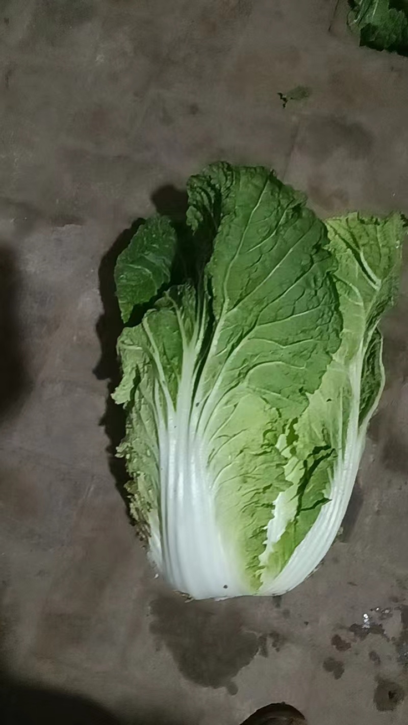大白菜