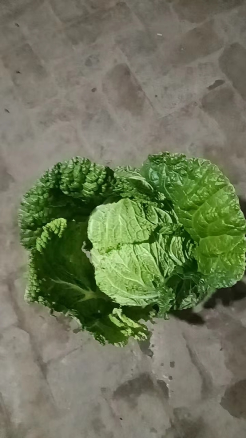 大白菜