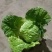 大白菜