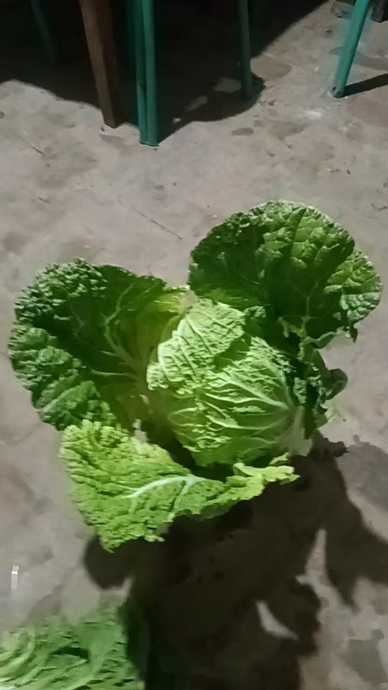 大白菜