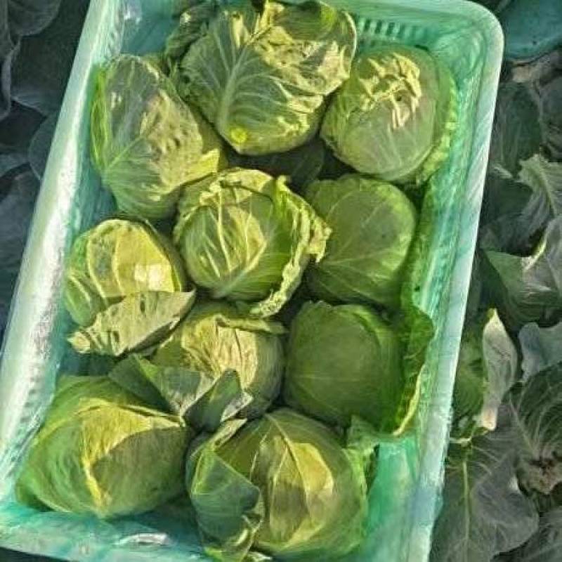 精品甘蓝销售中