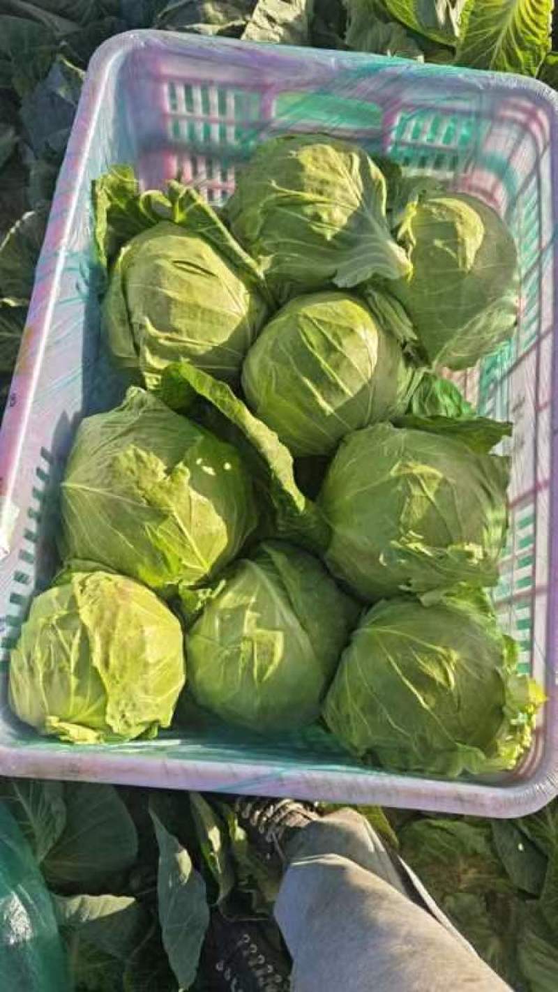 精品甘蓝销售中