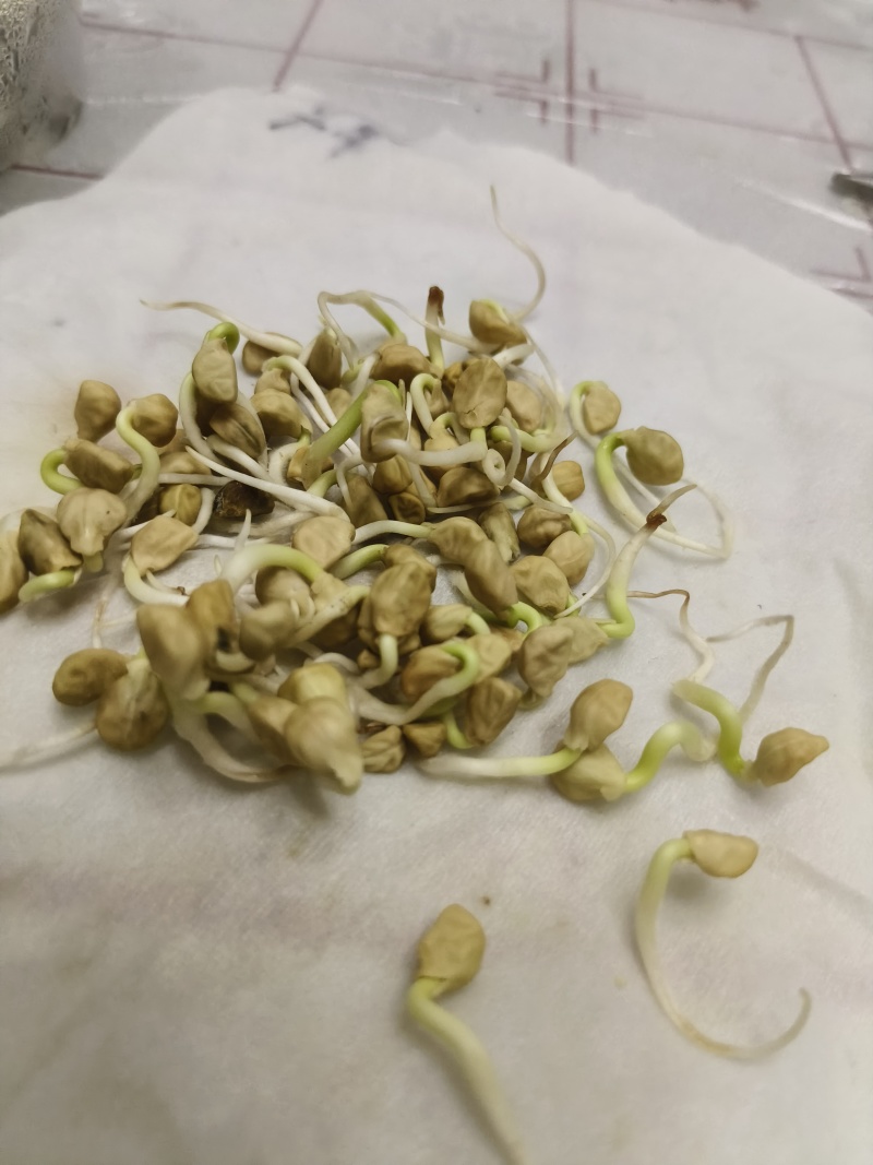 出售新产白丑种子牵牛花种子花卉种子多年生